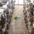 Best Quality/Price Frozen Baby Oyster Mushroom